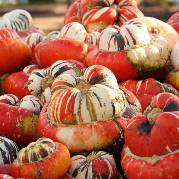 Turks Turban Pumpkin