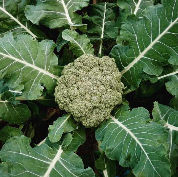 Broccoli-Promo-1-kilo-for-5_99