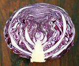 Cabbage, Red