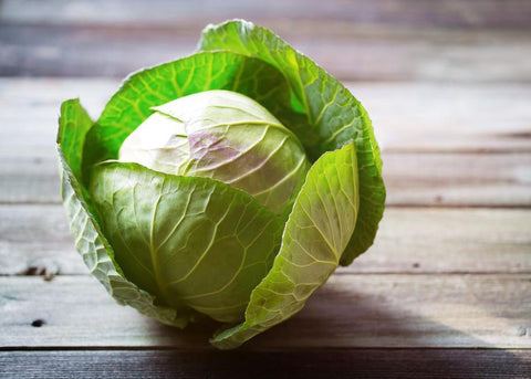 Cabbage, White