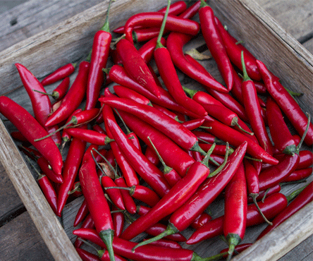 Chilli