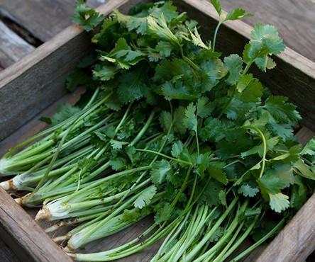 Coriander