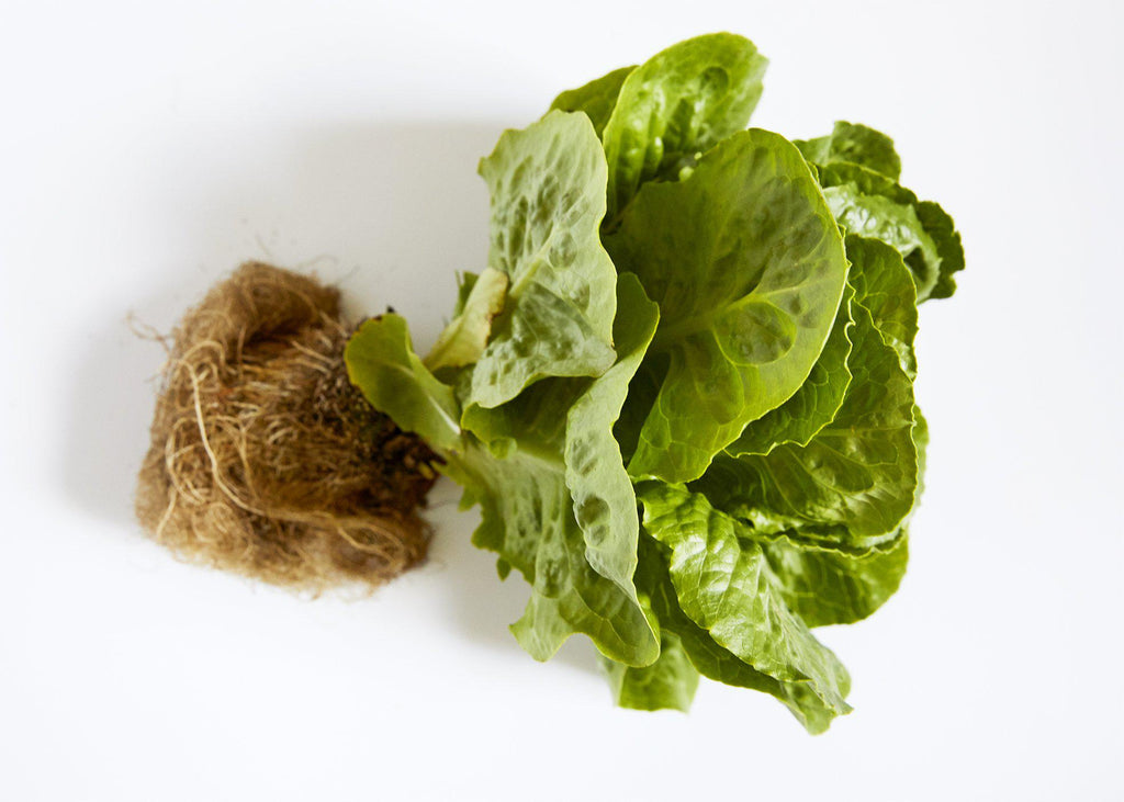 Lettuce, Baby Cos