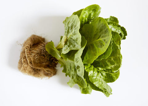 Lettuce, Baby Cos