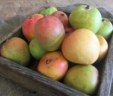 Mangoes, Kensington Pride