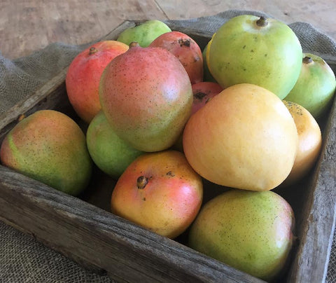 Mangoes, Kensington Pride