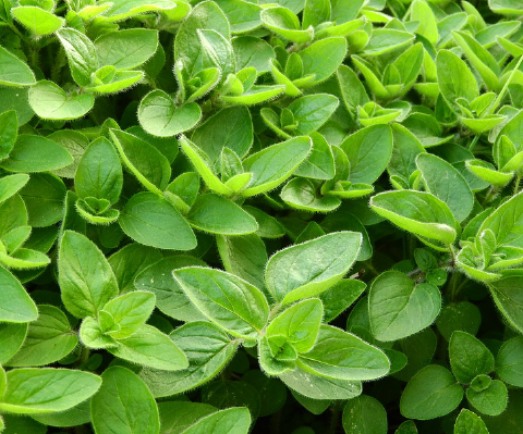 Marjoram