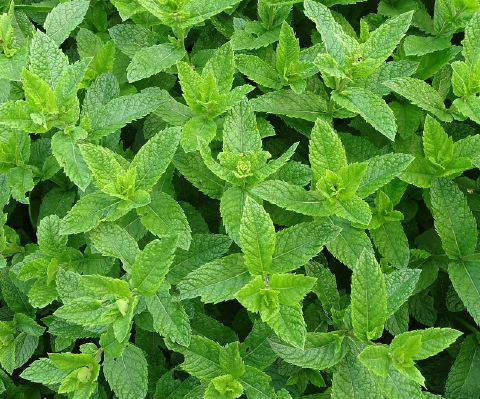 Mint