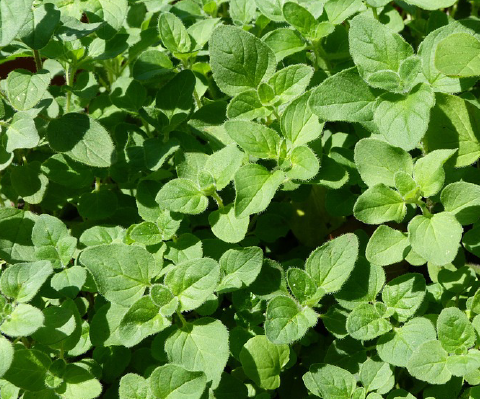 Oregano