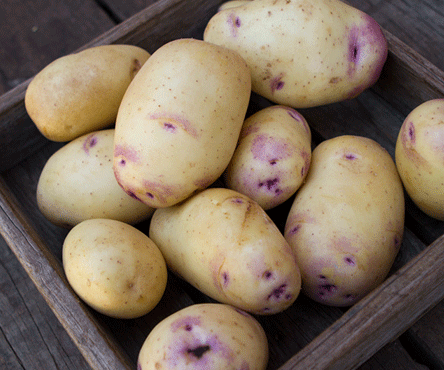 Potatoes, Kestrel