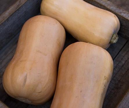 Pumpkin, Butternut