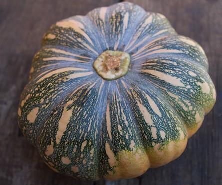 Pumpkin, Kent/Japanese