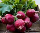 Radish, Red