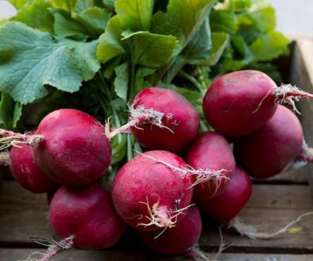 Radish, Red