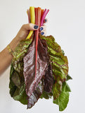 Rainbow Chard