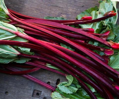 Rhubarb
