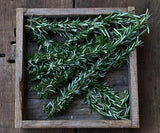 Rosemary