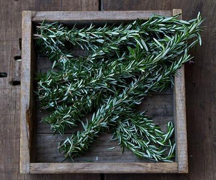 Rosemary
