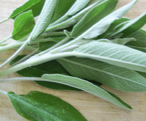 Sage