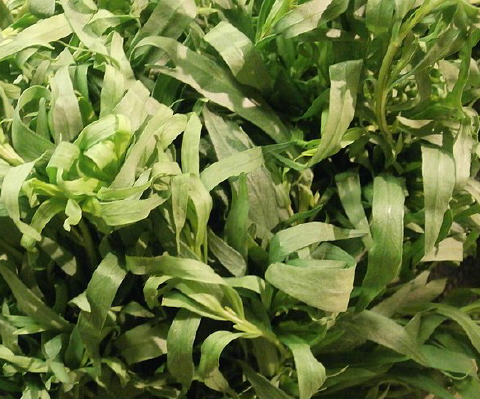 Tarragon