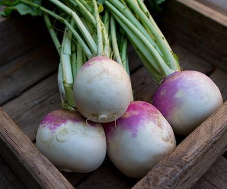 Turnip