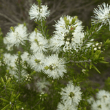 Australian Rosalina & Honey Myrtle - Natural Deodorant