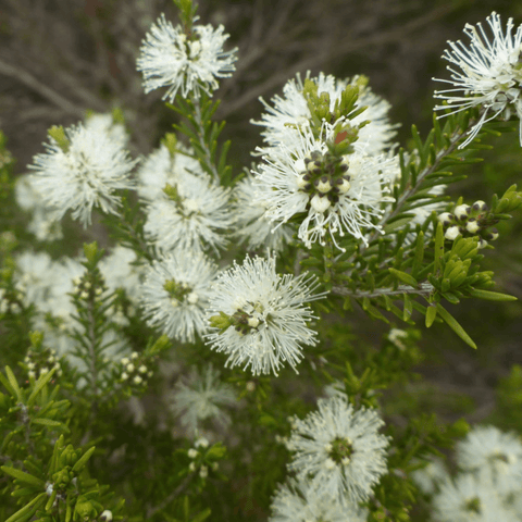 Australian Rosalina & Honey Myrtle - Natural Deodorant