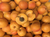 Apricots