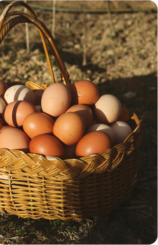 Ten Thousand Harvest Pasture Raised Eggs approx 700g