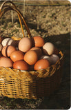 2 Dozen Ten Thousand Harvest Pasture Raised Eggs approx 700g