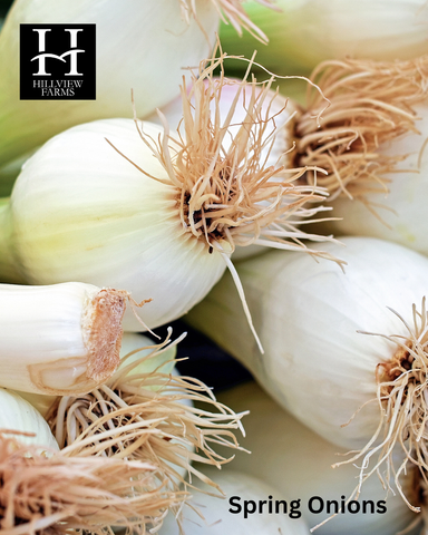 Spring Onions Bunch