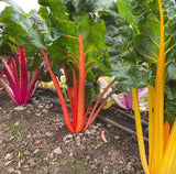 Rainbow Chard