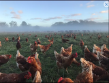 Taluca Park Free Range Eggs - 700g