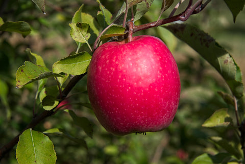 Apples, Pink Lady (Rosy Glow)