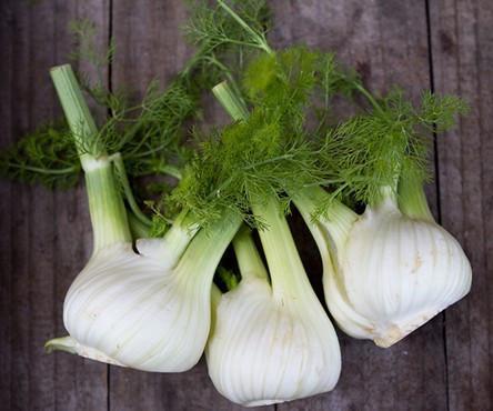 Baby Fennel