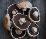 Mushrooms, Field