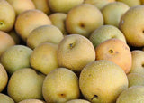 Pears, Nashi