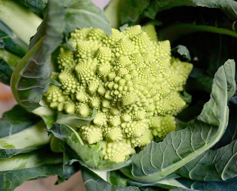 Romanesco